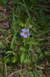 Oblongleaf snakeherb